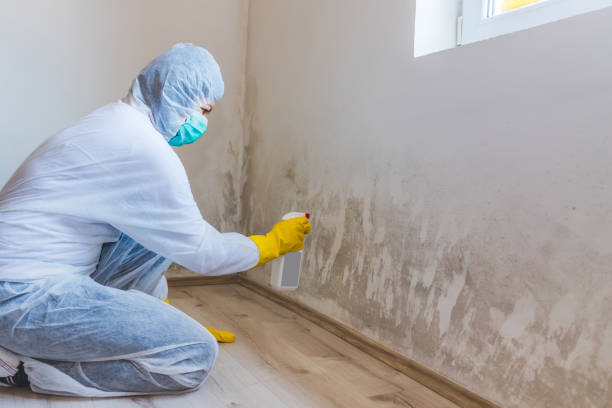 Licensed Mold Inspection service in Gainesville, FL - WQB Mold Removal
